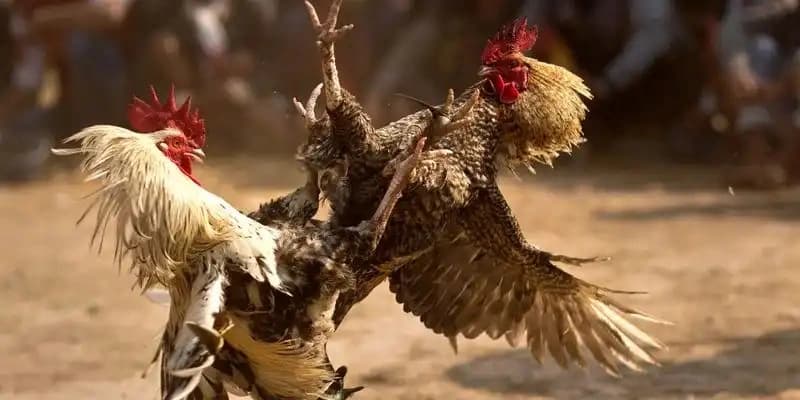 Đá gà cựa sắt CF68